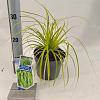 Carex oshim. 'Everillo' Pot 2 Liter 20 - 30 cm