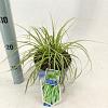 Carex oshim. 'Eversheen' Pot 2 Liter 20 - 30 cm