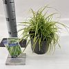 Carex oshim. 'Eversheen' Pot 2 Liter 20 - 30 cm