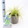 Carex oshim. 'Eversheen' Pot 2 Liter 20 - 30 cm