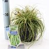 Carex oshim. 'Eversheen' Pot 2 Liter 20 - 30 cm