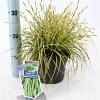 Carex oshim. 'Eversheen' Pot 2 Liter 20 - 30 cm