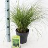 Carex 'Phoenix Green' Pot 2 Liter 20 - 30 cm
