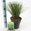 Carex 'Phoenix Green' Pot 2 Liter 20 - 30 cm