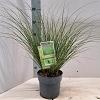 Carex 'Phoenix Green' Pot 2 Liter 20 - 30 cm