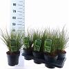 Carex 'Phoenix Green' Pot 2 Liter 20 - 30 cm
