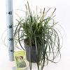 Carex Ribbon Falls Pot 3 liter 25-30cm