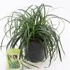 Carex Ribbon Falls Pot 3 liter 25-30cm