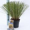Carex testacea 'Prairie Fire' Pot 2 Liter 20 - 30 cm