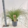 Carex testacea 'Prairie Fire' Pot 6 liter 30 - 40 cm