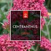 Centranthus ruber 'Coccineus' Pot 2 Liter