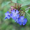 Ceratostigma plumbaginoides Pot 2 Liter