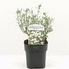 Convolvulus cneorum Pot 2 Liter 20 - 30 cm