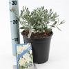 Convolvulus cneorum Pot 2 Liter 20 - 30 cm