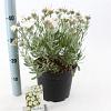 Convolvulus cneorum Pot 5 liter 25-30cm