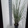 Cortaderia selloana Pot 12 liter 60 - 80 cm