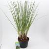 Cortaderia selloana Pot 12 liter 60 - 80 cm