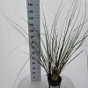 Cortaderia selloana Pot 6 Liter 50 - 60 cm