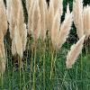 Cortaderia selloana Pot 6 Liter 50 - 60 cm