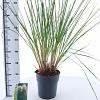 Cortaderia selloana Pot 6 Liter 50 - 60 cm