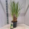 Cortaderia selloana Pot 6 Liter 50 - 60 cm