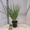 Cortaderia s. 'Citaro' Pot 6 Liter 50 - 60 cm