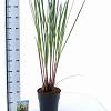 Cortaderia s. 'Citaro' Pot 6 Liter 50 - 60 cm