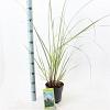 Cortaderia s. 'Evita' Pot 3 Liter 60 - 80 cm