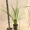 Cortaderia s. 'Evita' Pot 3 Liter 60 - 80 cm