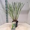 Cortaderia s. 'Evita' Pot 3 Liter 60 - 80 cm