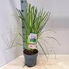 Cortaderia s. 'Pink Feather' Pot 2 Liter60 - 80 cm