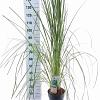 Cortaderia s. 'Pink Feather' Pot 6 Liter 50 - 60 cm