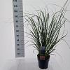 Cortaderia s. 'Pink Feather' Pot 6 Liter 50 - 60 cm