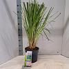 Cortaderia s. 'Pink Feather' Pot 6 Liter 50 - 60 cm