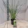 Cortaderia s. 'Pumila' Pot 3 Liter 40 - 50 cm