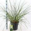 Cortaderia s. 'Pumila' Pot 12 liter 60 - 80 cm