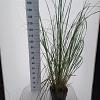 Cortaderia s. 'Pumila' Pot 12 liter 60 - 80 cm