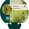 Panicum virgatum 'Rehbraun' Pot 9 cm