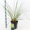 Cortaderia s. 'Pumila' Pot 6 Liter 50 - 60 cm