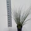 Cortaderia s. 'Pumila' Pot 6 Liter 50 - 60 cm
