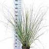 Cortaderia s. 'Pumila' Pot 6 Liter 50 - 60 cm