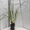 Cortaderia s. 'Pumila' Pot 6 Liter 50 - 60 cm