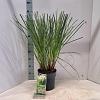 Cortaderia s. 'Pumila' Pot 6 Liter 50 - 60 cm