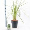 Cortaderia s. 'White Feather' Pot 5 Liter 50 - 60 cm