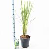 Cortaderia s. 'White Feather' Pot 5 Liter 50 - 60 cm