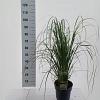 Cortaderia s. 'White Feather' Pot 5 Liter 50 - 60 cm