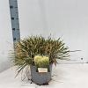 Deschampsia cesp. 'Goldschleier' Pot 4 Liter 