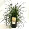 Deschampsia cesp. 'Goldtau' Pot 4 Liter 
