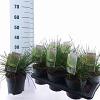 Deschampsia cesp. 'Goldtau' Pot 2 Liter40 - 60 cm