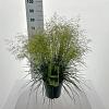 Deschampsia cesp. 'Tardiflora' Pot 12 liter 80 - 100 cm